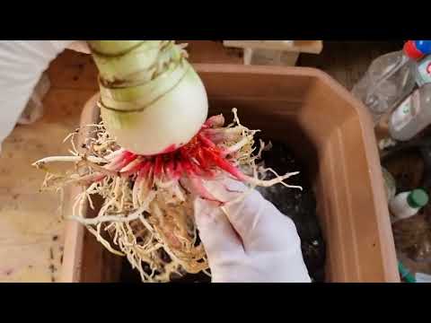 Видео: пересадка гименокаллиса.  разумеется с пометкой от Руди