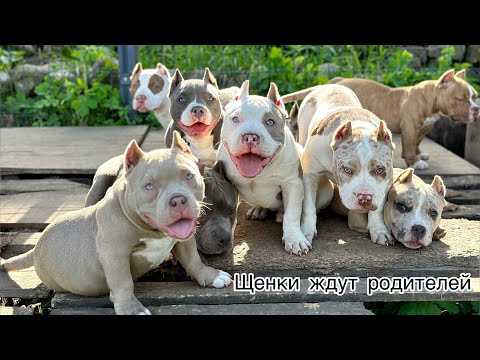 Видео: Щенки американского булли ждут родителей! Возраст 4 месяца, готовы к переезду