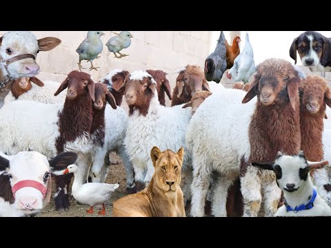 Видео: Звуки лесных животных, Лев, Собака, Овца Звук ягненка, Коза, Корова, Курица, Цыплята