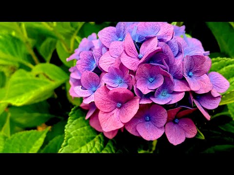 Видео: РАЗМНОЖЕНИЯ ГОРТЕНЗИИ🌺ГОРТЕНЗИЯ ГУЛИНИ КАЛАМЧА УСУЛИДА КУПАЙТИРИШ гортензии#размножениерастений