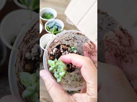 Видео: Много-много новых суккулентов (и не только!)🌿 #succulent #echeveria #crassula #urbanjungle #plants 