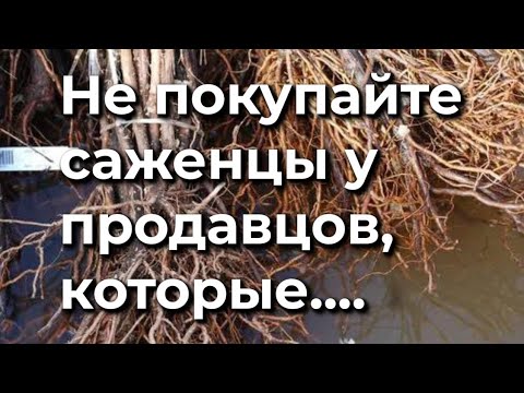 Видео: Что вы должны знать при покупке саженцев 
