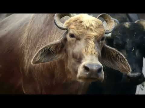 Видео: #music #india #mantra #babifreitas #музыка #магия #онлайн  #ман  #исцеления  #души  #тело #музыка