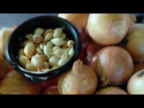 Видео: Яку цибулю садити на зиму: огляд сортів, які гарно себе показали