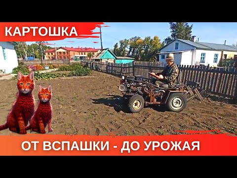 Видео: Картошка, минитрактор, мотоблок - от вспашки до урожая. Реальная жизнь в деревне