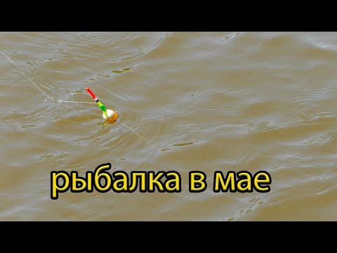 Видео: Хорошая Рыбалка на поплавок в мае на речке!