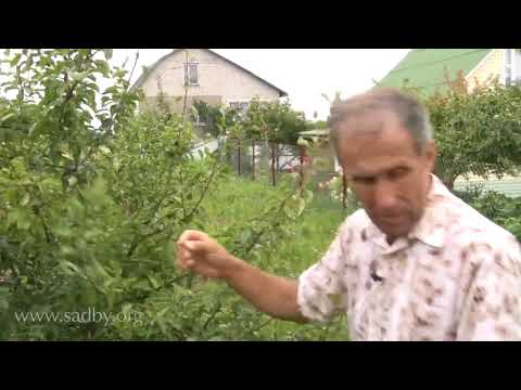 Видео: Спасаем вишню и грушу  Закручиваются листья и сохнут, что делать Монилиоз  Плодовая гниль