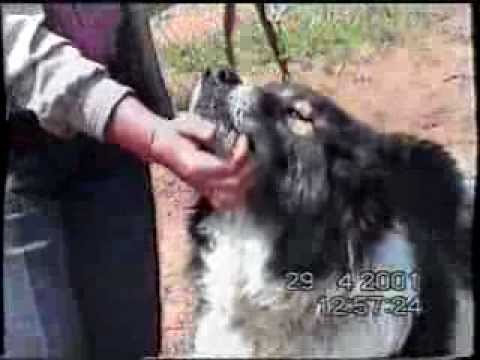 Видео: пчелинския Караман