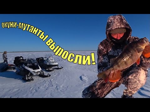 Видео: ЗА ТРОФЕЙНЫМ окунем в тайгу ХМАО-Югры - 3. Часть1.