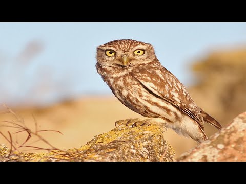 Видео: ПАЙҒАМБАРҒА БАҒЫНБАҒАН ҚҰС!!!