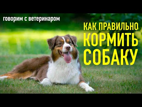 Видео: Натуралка или корм? | Интервью с ветеринаром