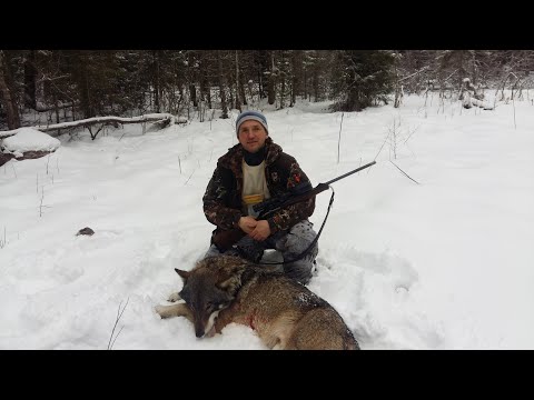 Видео: Мастер класс от профессионального волчатника!