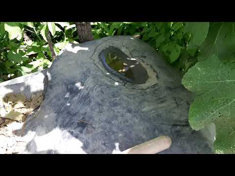 Видео: 7 маусым 2021 жыл, Қаратау қаласы, Жамбыл облысы. Ауладағы бау-бақшаның  жағдайы .