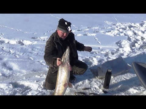 Видео: Думал коряга, но не тут то было. Мой самый крупный зимний трофей.