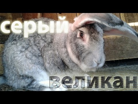 Видео: Лучшие большие породы кроликов: Серый Великан.