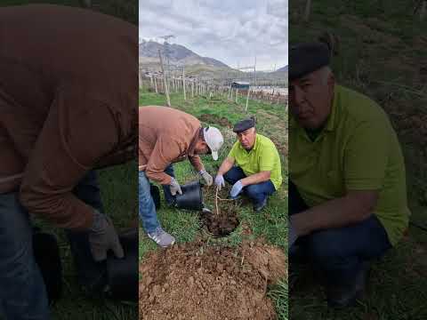 Видео: шинонидани писта дар боғам