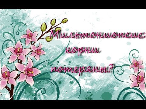Видео: Орхидея Мильтониопсис:корни потеряны?