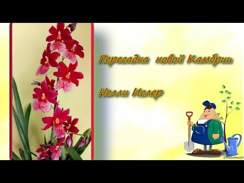 Видео: Пересадка после покупки  камбрии  Нелли Ислер .(ЧАСТЬ 1)