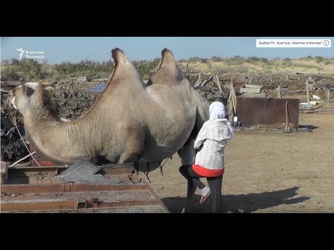 Видео: Шалғайдағы түйекештің өмірі