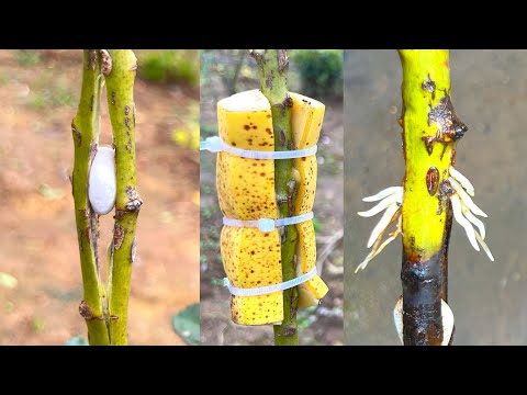 Видео: Когда вы это узнаете, вы поймете, как бананы влияют на розы.