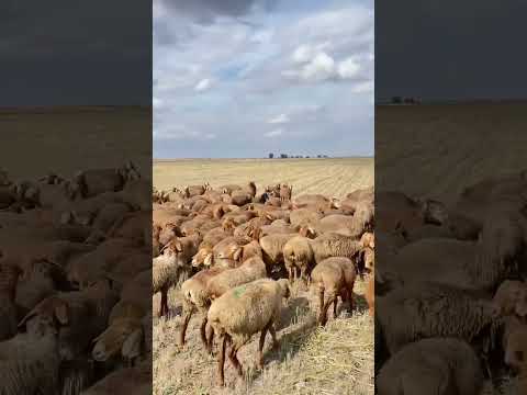 Видео: Арашан кой, токтулар сатылат срочно!!