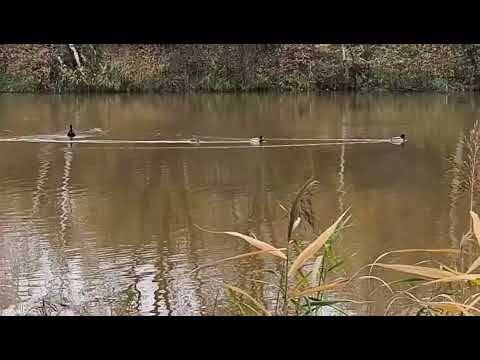 Видео: Нижний Новгород. Для туристов необычные маршруты. Любимые места нижегородцев. Сормово. Парк. 