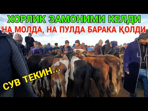 Видео: ПИОНЕРКА. СУВ ТЕКИН... МОЛ НАРХЛАРИ ҚУЛАДИ. СИГИР НАРХЛАРИ. 7-НОЯБР ҚАШҚАДАРЁ ҚАМАШИ МОЛ БОЗОРИ. 