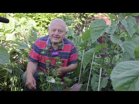 Видео: Этот безумный, огромный, урожайный, здоровый, пермакультурный, регенеративный сад Распопова...