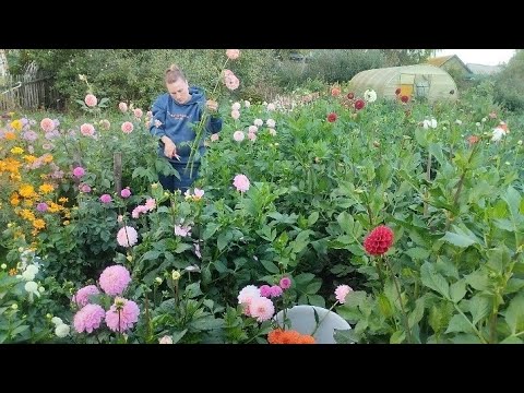 Видео: Срезаю георгины перед заморозком