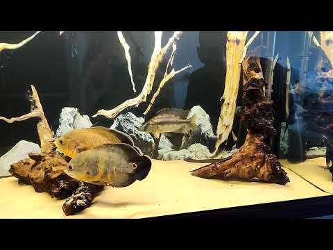 Видео: астронотусы,новый обитатель аквариума,димидиохромис, результаты синьки в аквариум