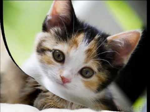 Видео: Кошки не похожи на людей, Жанна Агузарова