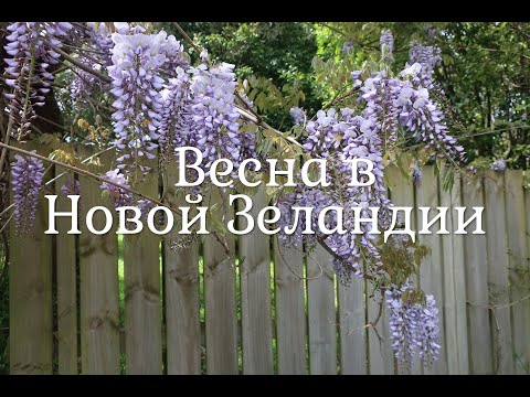 Видео: 🌸Что растёт в Новой Зеландии. Весна в Новой Зеландии