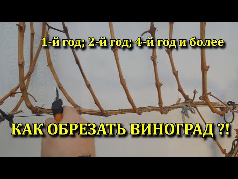 Видео: КАК ОБРЕЗАТЬ ВИНОГРАД ?! 1 -Й , 2-Й, 4-Й ГОД ВИНОГРАДНИКУ. РОЗЫГРЫШ ЯЩИКА ВИНА!!!!!