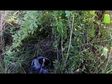 Видео: НОВОЕ МЕСТО ОПРАВДАЛО ОЖИДАНИЯ (охота на вяхиря)