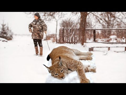 Видео: Полуживая рысь, шатаясь, зашла ко мне в дом и рухнула у порога