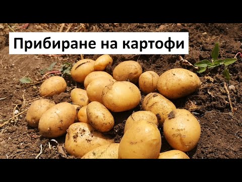 Видео: Прибиране на картофи