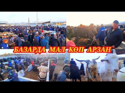 Видео: Баяман малБазары Тойлорго деп аларман көп. Подписаться болобуз👍. #малбазар #kg #кадамжаймедиа 