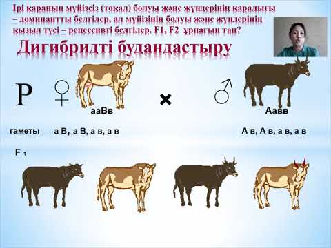 Видео: генетика есептер шығару