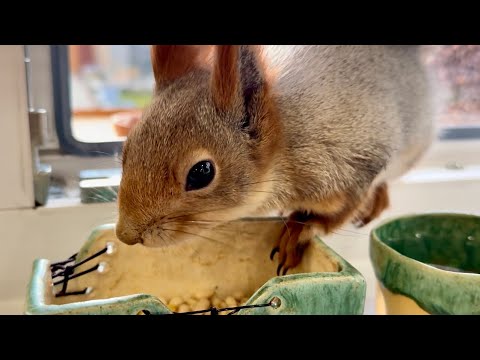 Видео: Mama squirrel and her friend.Мама белка и её друг.