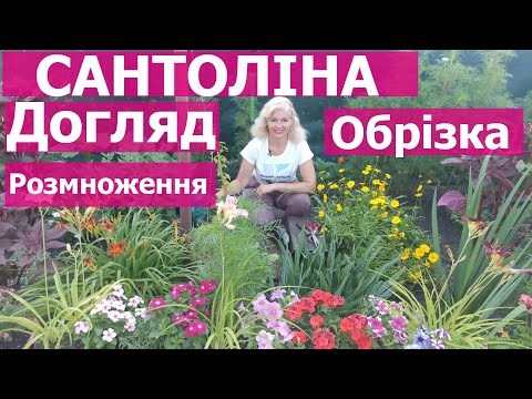 Видео: Сантоліна в ландшафтному дизайні.  Обрізка, розмноження, догляд за сантоліною.