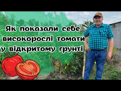 Видео: Як показали себе високорослі томати у відкритому грунті