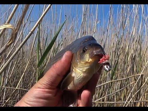 Видео: Карась дуреет от этой снасти!!!