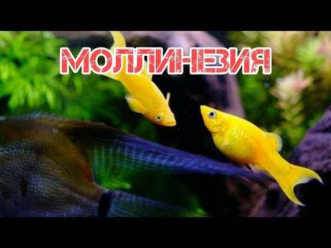Видео: МОЛЛИНЕЗИЯ. СОДЕРЖАНИЕ В АКВАРИУМЕ