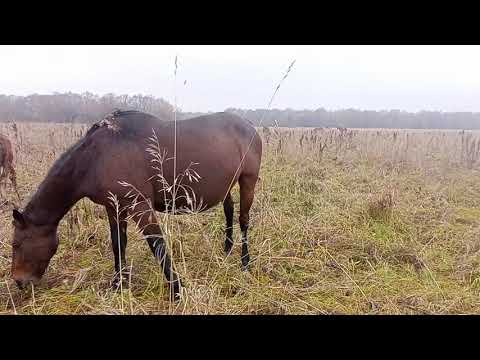 Видео: Лошади конец октября вольный выпас. Потеряли жеребёнка 