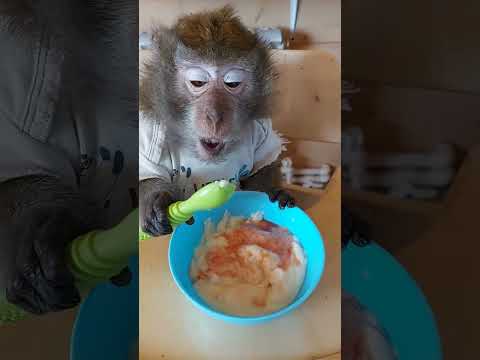 Видео: обезьянья каша в обезьяньем доме🥣😋🐒#monkey #animals #petmonkey #mukbang #asmr #животные#обезьяна#зоо