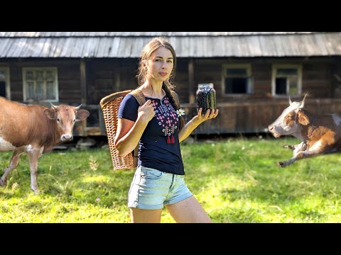 Видео: Жизнь рядом с коровами высоко в горах. Приготовление традиционного блюда из дикорастущих карпатск..