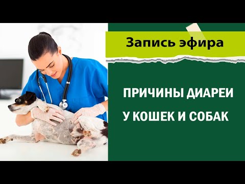 Видео: Причины диареи у кошек и собак