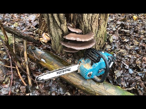 Видео: Вертикальный Поход по дрова 2  1.11.2025г. 