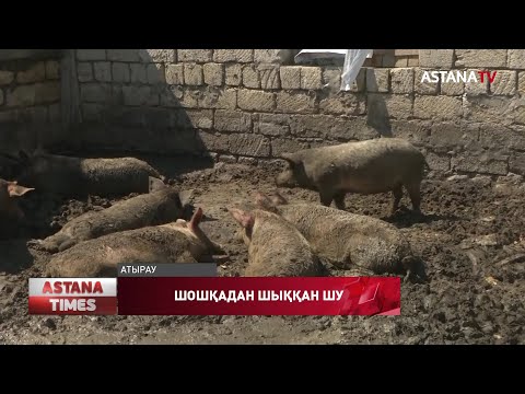 Видео: Атыраулықтар шошқа баққан көршіден құтыла алар емес