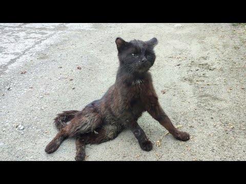 Видео: 💔 Брошенный бездомный кот полз по обочине дороги к людям чтобы просить помощи 😢 Help a sick cat